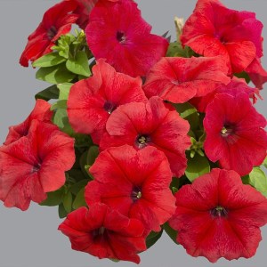 Limbo Red